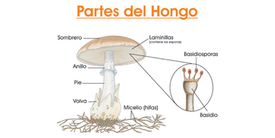 laminas educativas predisenadas
